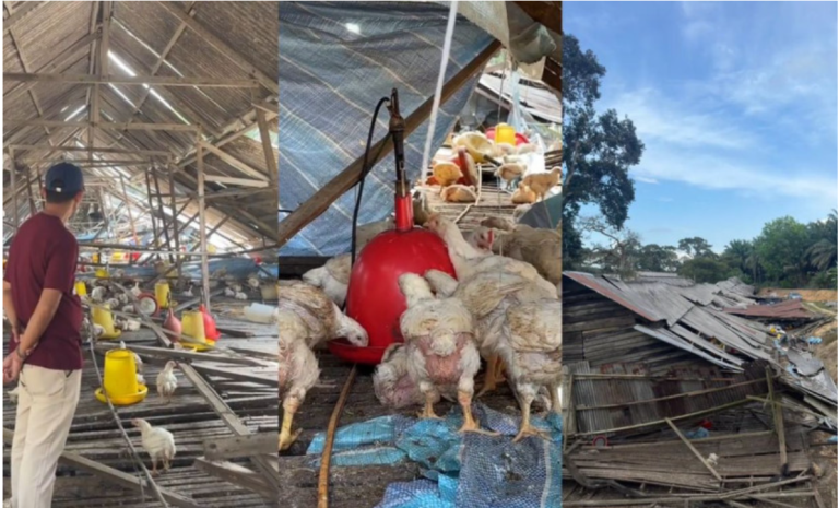 Reban tua roboh menyembah bumi bersama 14,000 ayam, tauke nekad bangkit